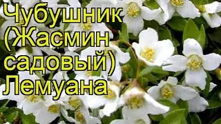 Чубушник лемуана. Краткий обзор, описание характеристик, где купить саженцы philadelphus lemoine