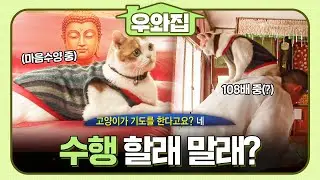 [🏠#우와집] 법당 안에 등장한 깜찍한 보살님의 정체는? 댕냥보살.zip  #TV동물농장 #동물 #우와한비디오 #우와비