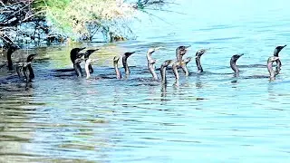 Neotropic cormorants fishing in group