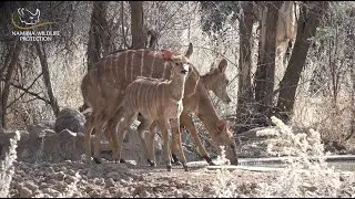 FOLLOW THE TRACKS - EPISODE 8 - NYALA