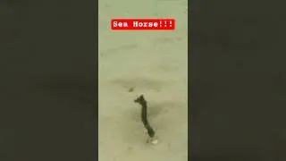 Sea Horse found while snorkeling shell islands 🏝  Panama City Beach Florida with Flippin Awesome