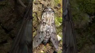 Top 15 Animals that suck blood🩸#nature #animals #birds #sucking #blood #vampire #creatures