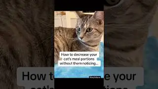 Simple Changes I Made to Help My CAT Reach a Healthy Weight! Silly Cat Video 😹🐱