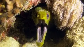 The Amazing Underwater World of Dahab (Egypt 2015)