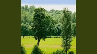 Plibbaiw