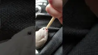 Zebrafink Handaufzucht F&uuml;tterung 🐦🐣🐤