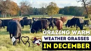 Grazing Warm Season Grasses in December | Regenerative Ranching