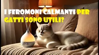 I feromoni calmanti per gatti sono utili?
