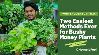 മണി പ്ലാൻ്റ്സ് ബുഷി ആയി വളർത്താൻ ഉള്ള 2 എളുപ്പ മാർഗങ്ങൾ | with English Subtitles | HomelyFeel |Diyab