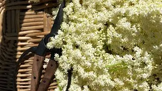 How to forage and preserve flowers from your elderberry bush.