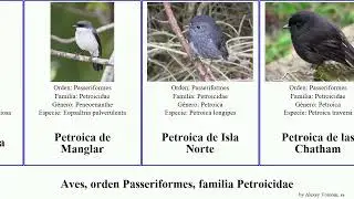 Aves, orden Passeriformes, familia Petroicidae petroica las del birds Tanimbar Chatham Cabecigr&iacute;s