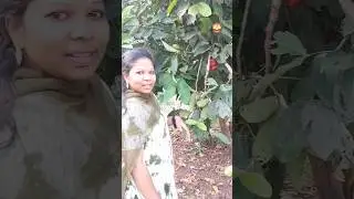 gulab jamun (rose apple) harvesting 🍑🍑 🤭🫢 #gulabjamun #fruits #shorts #tastytravels