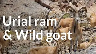 Urial ram and wild goat together in Khar Turan National Park