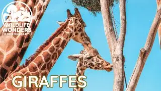 Giraffes &ndash; The Tall Watchers of the Savannah | Wild Giants Documentary