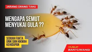 Mengapa Semut Menyukai Gula? Sebuah Fakta Unik dan Pelajaran Hidup dari Semut II Facts about Ants