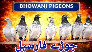 ڈیرے والی چھت کے لگے لگاے جوڑے فارسیل انڈے بچوں کی گارنٹی کے ساتھ جس نے لینے ہو رابطہ کریں شکریہ ۔