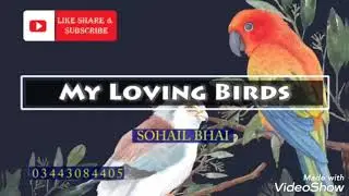 White java and Gray java finches patha for sale MashaAllah 😍🕊️