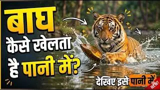 Unveiling the Future: Rare Glimpse of Ranthambore's New Tiger Dynasty || बाघिन अपने बच्चों के साथ ||