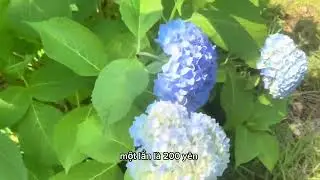 [Kouhaichan] Cuối tuần đi chơi ở Sengenyama Miharashi no Oka Koen