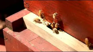 CityStream: West Seattle Bee Garden