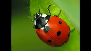 Coccinelle 🐞 Coccinella septempunctata (Coccinellidae) 🐞 Ladybugs