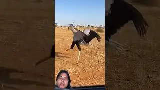 #birds #wildlife #animals #wildanimals #automobile #naturefight #predatorencounter #animalbehavior