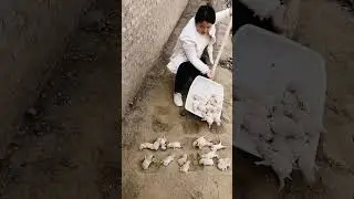 rabbit tranding rabbit giving birth 😍 #rabbit #rabbitgivingbirth #rabbitlife #rabbitfarming