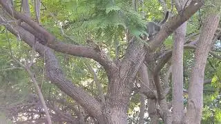 Ловкая кошечка! Clever kitty!