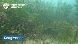 Blue Carbon Planning (short)
