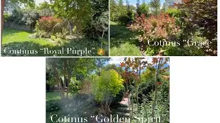 Cotinus “Royal Purple”, “Grace”, and “Golden Spirit” Smoketrees