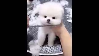 Bichon frise pup grooming video......