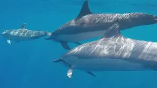 dolphin connection labor and birth