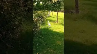 Bird of summer season.🧚&zwj;♂️🤔#birds #nature #ytshorts
