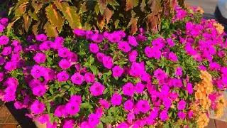 Pink petunia flowers / beautiful natural flowers / @Thenaturalflowersofamerica 