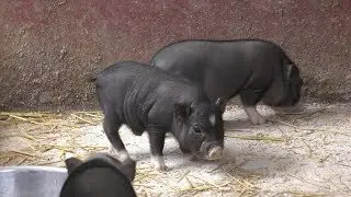 ミニブタ の赤ちゃんたち (ハイジ牧場) 2019年6月18日