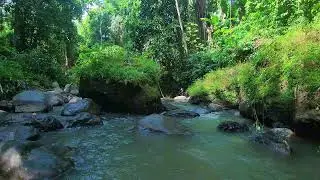 River ASMR Sounds &ndash; Peppergrass Run &mdash; water only, no birds.