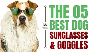 The Best Dog Sunglasses and Goggles