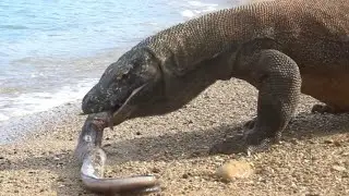 LATEST VIDEO 🔴 Komodo Swallow the Sea Eel Alive