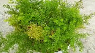 Sertulariidae | Air Fern Care | Houseplant Care | How To Grow Ferns | Tropical Plants