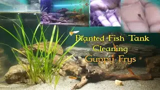 Clean Aquarium Water in Minutes: All Fish Fry Make it Possible!