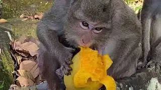 Hot news! Monkey Nanda trying to have her baby seriously