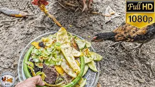 Chicken Feed from Kitchen Scraps 🍽️ | Cheap & Healthy Food for Baby Chicks & Hens
