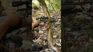 .22Lr best for squirrels hunt. 🐿️