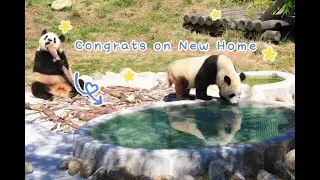Qinling Panda Family&rsquo;s new home in Sibao Science Park