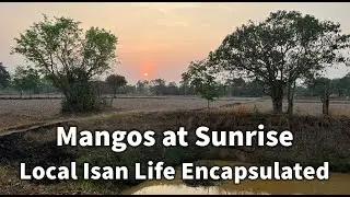 Mangos at Sunrise! Living My Best Life