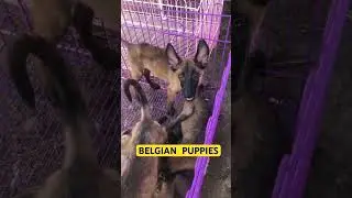 BELGIAN PUPPIES IN BOCAUE
