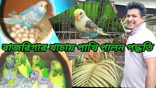 বাজরিগার খাঁচায় পাখি পালন পদ্ধতি || A-Z জ়েনে নিন ||Budgerigar cage breeding|| Birds Of Village