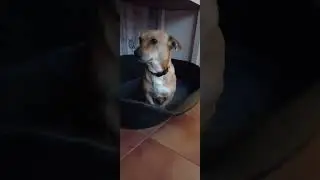 Cute dachshund dog needs a home - Cuki tacsko kutyus gazdit keres