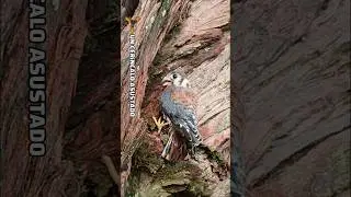 Un CER&iacute;NCAL0 ASUSTAD0 🦅 #observaciondeaves #rapaces #aves