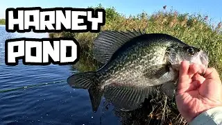 HAMMERING Crappie LIMIT on Harney Pond